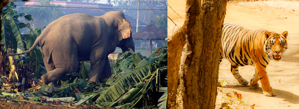 मानव–वन्यजन्तु द्वन्द्व : पाँच वर्षमा दुई सय जनाको मृत्यु, ६० करोड राहत क्षतिपूर्ति   